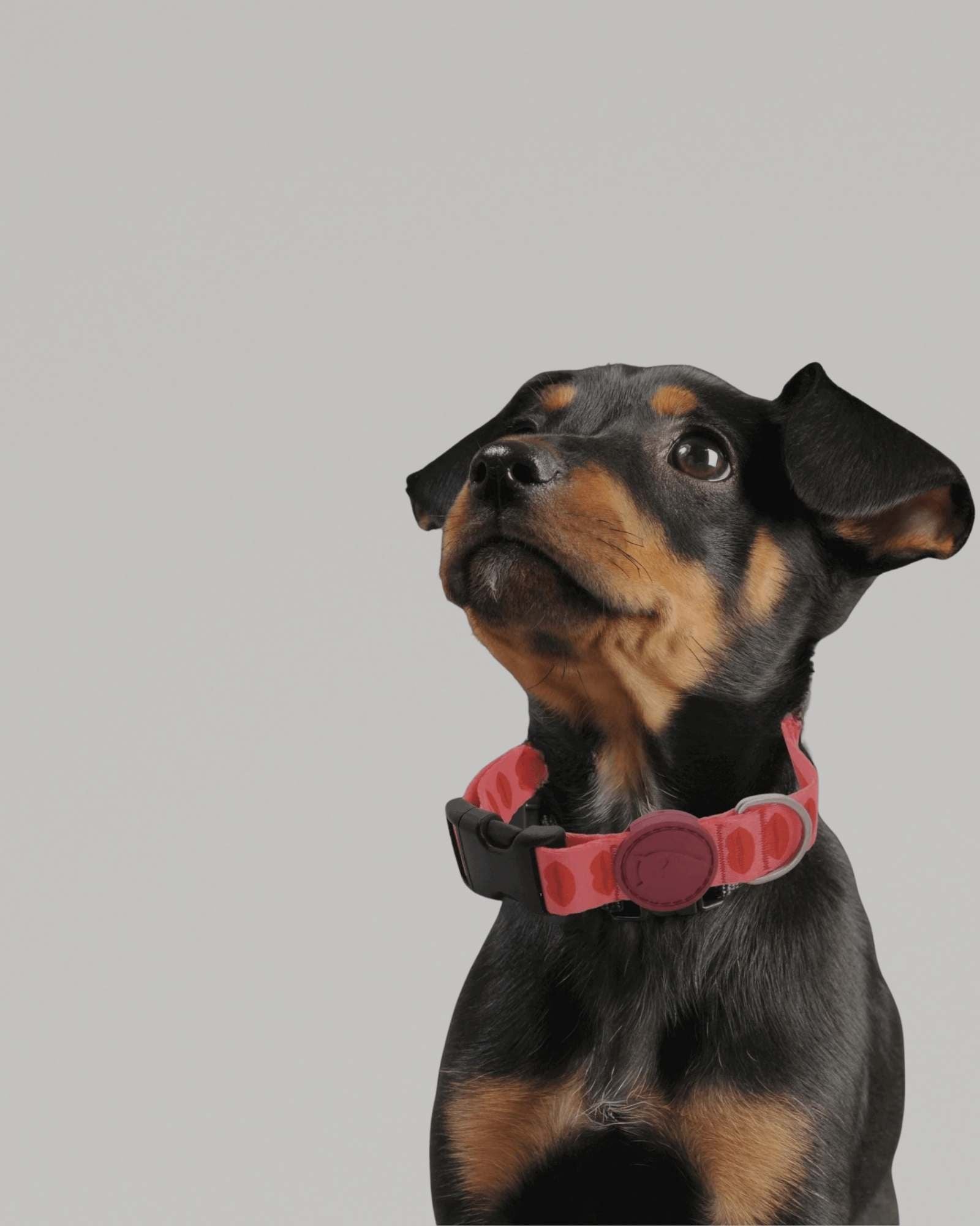 Halsbänder - LUIS & LEON