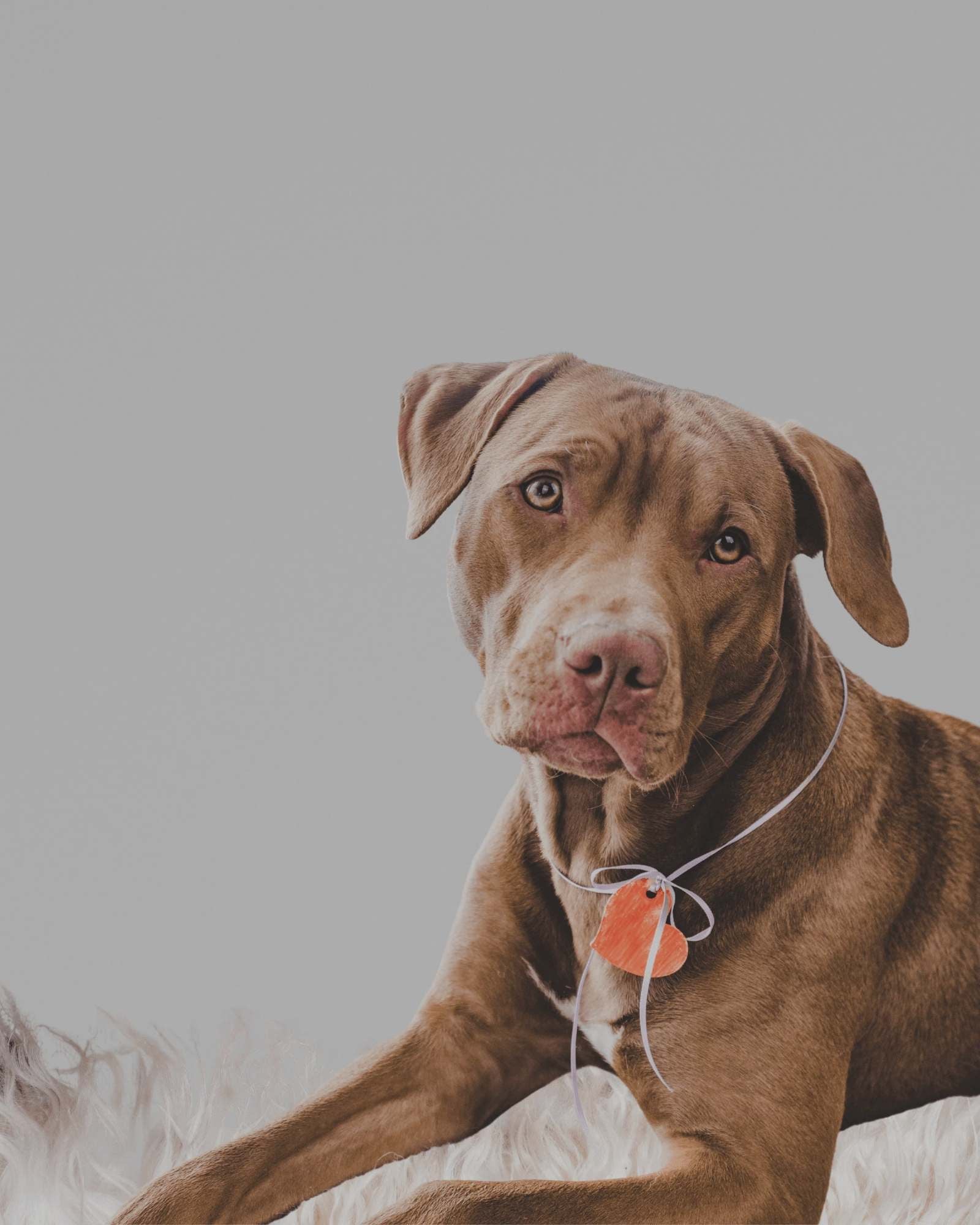 Halsbänder, Leinen, Geschirre & Zubehör - LUIS & LEON