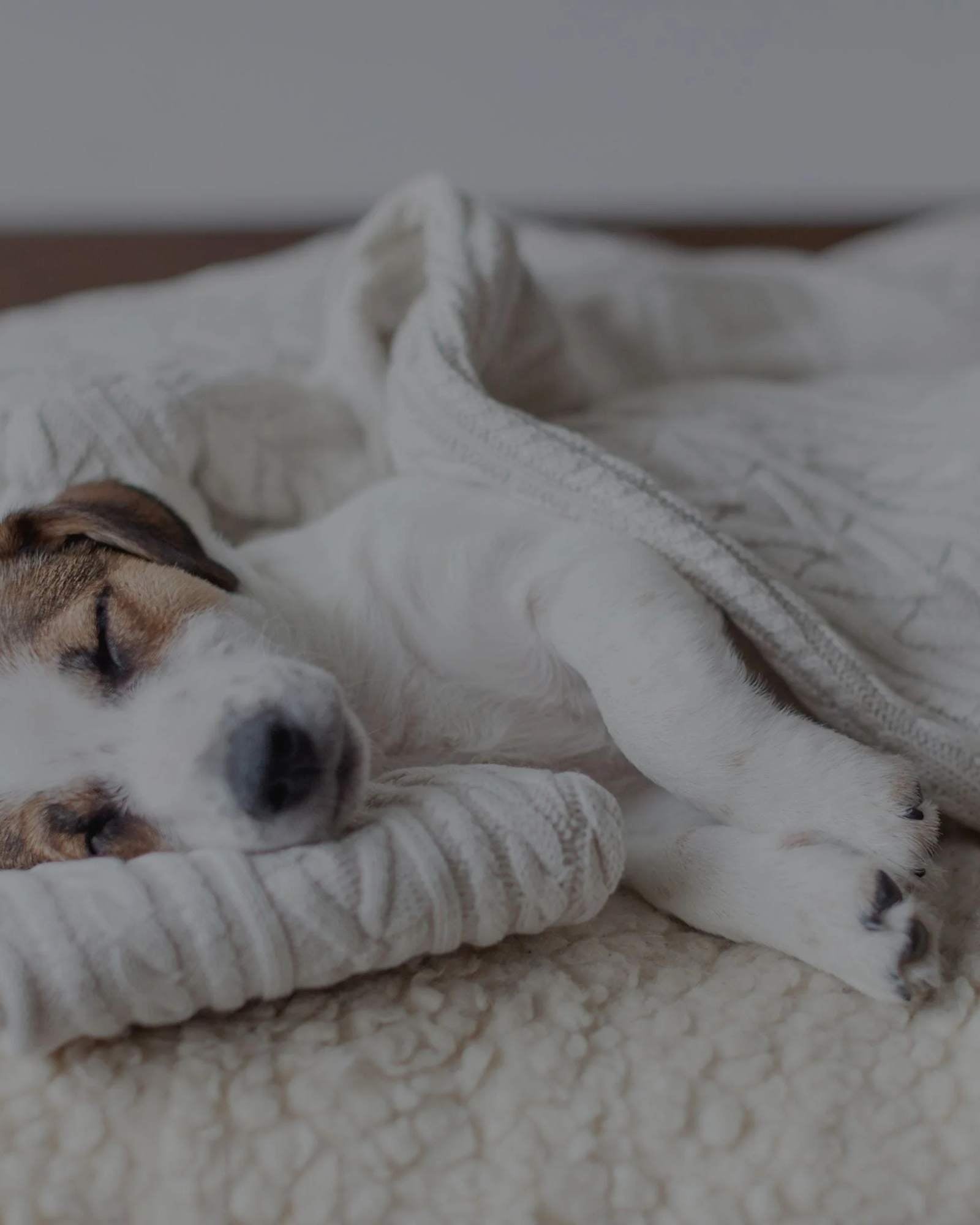 Hundebetten - LUIS & LEON-weißer Hund auf heller Decke