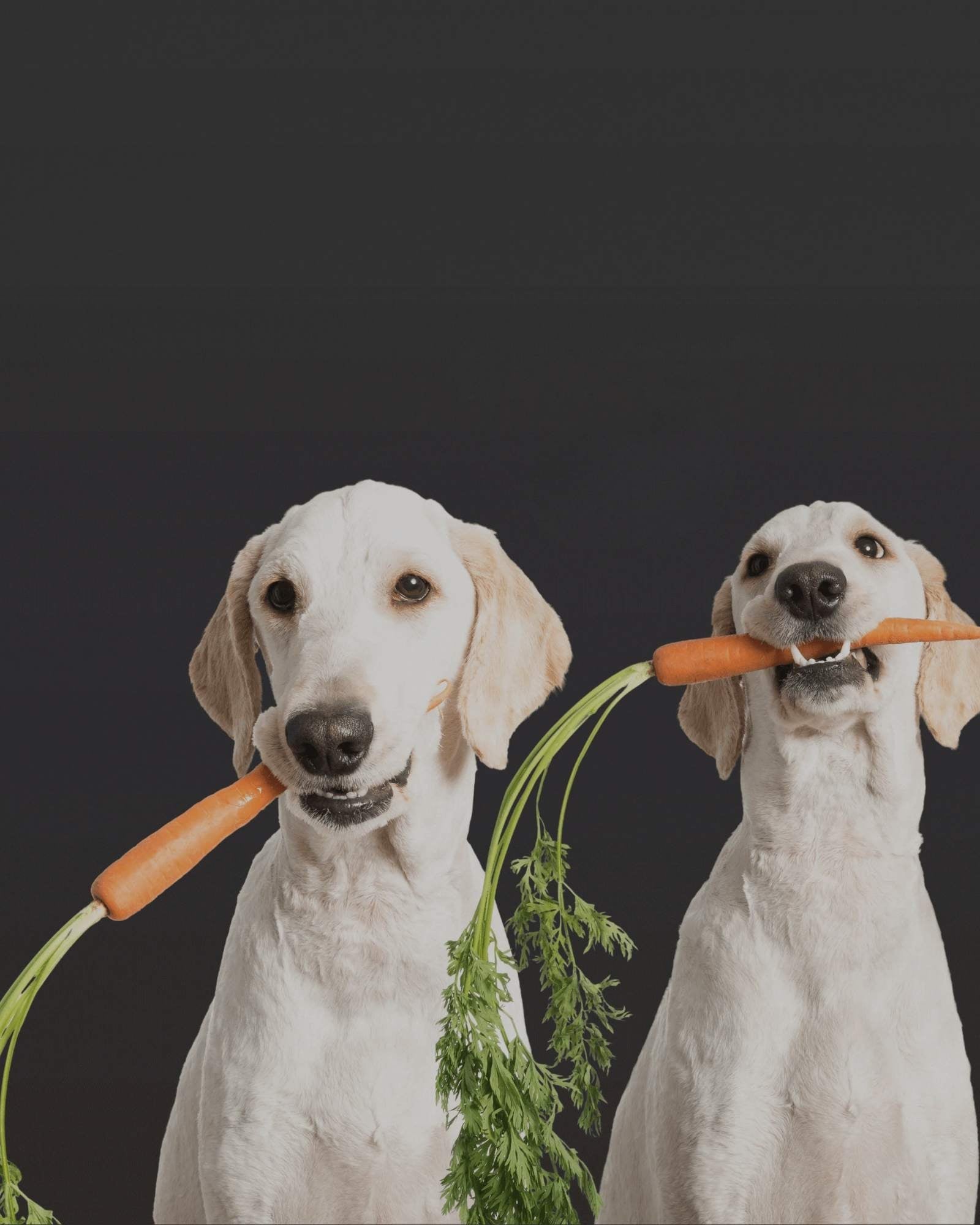 Hundefutter – Trocken-, Nass- & gefriergetrocknetes Futter - LUIS & LEON