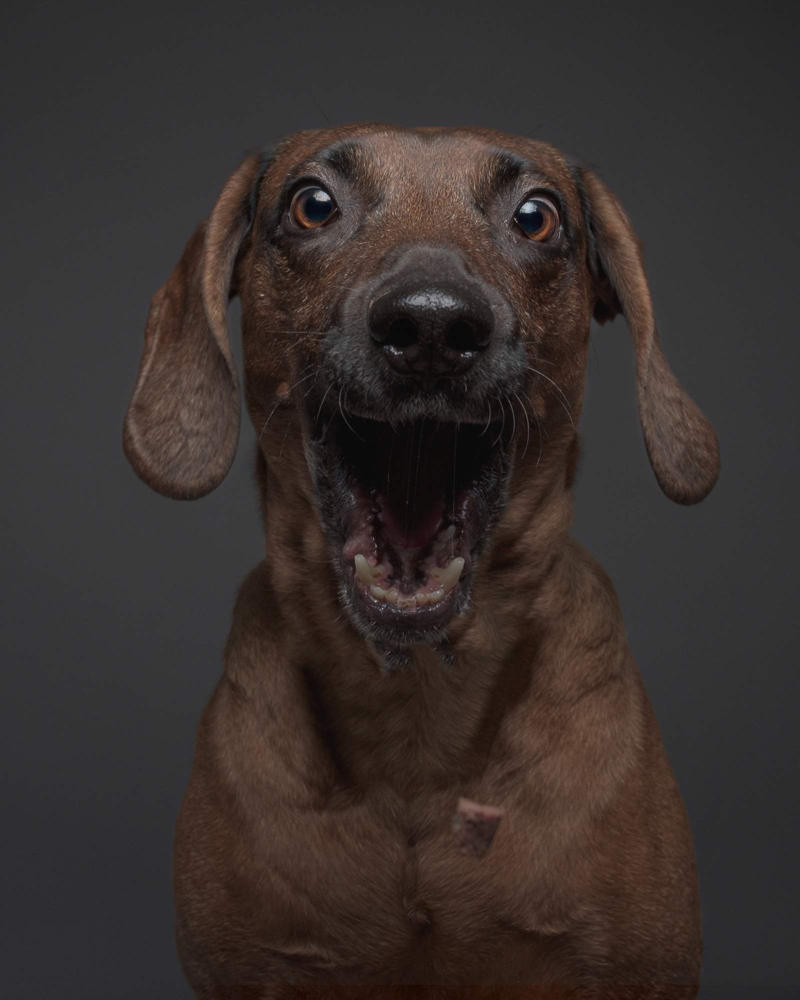 Hundeleckerli von LUIS & LEON und ausgewählten Marken - LUIS & LEON