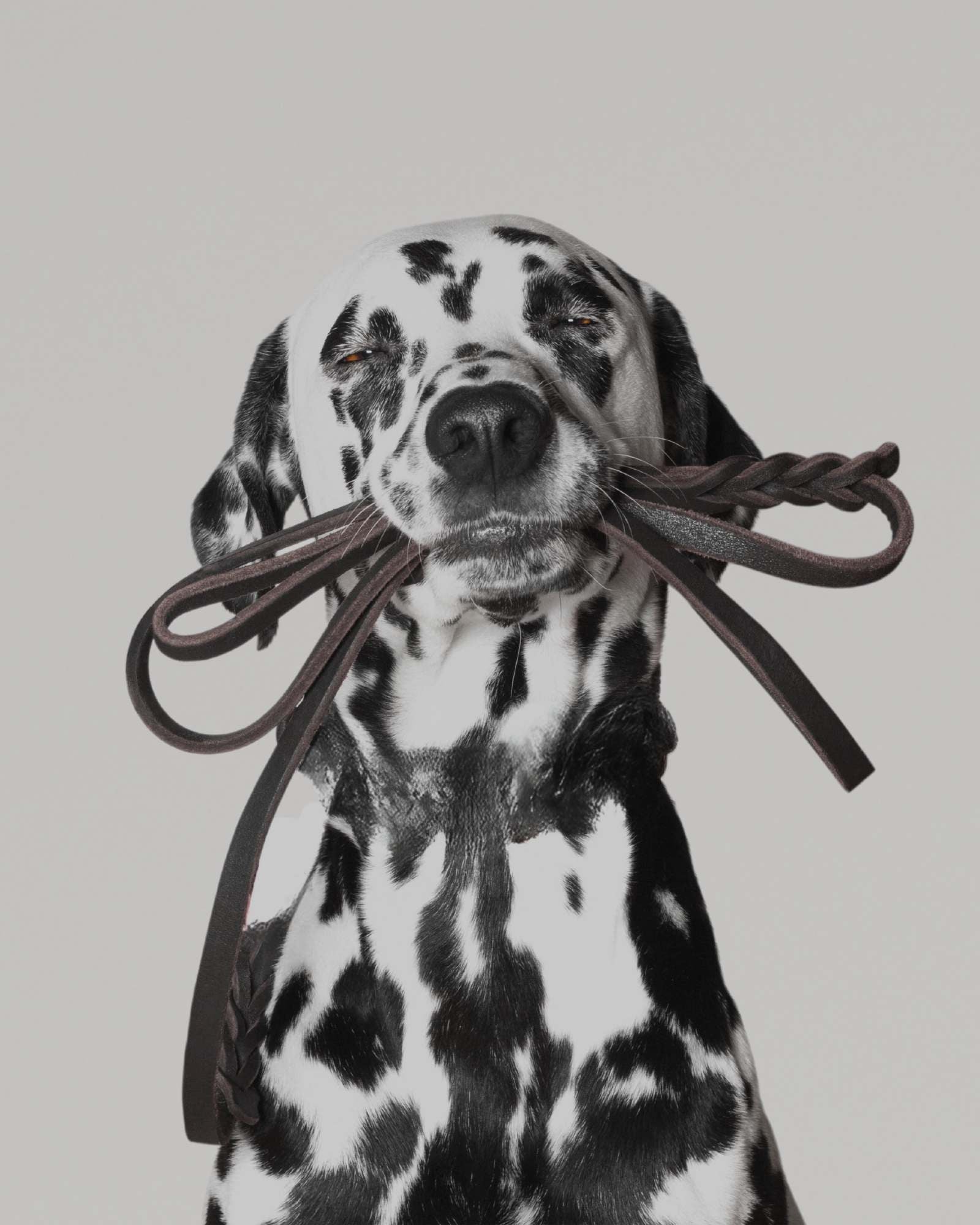 Hundeleinen - funktional & robust - LUIS & LEON