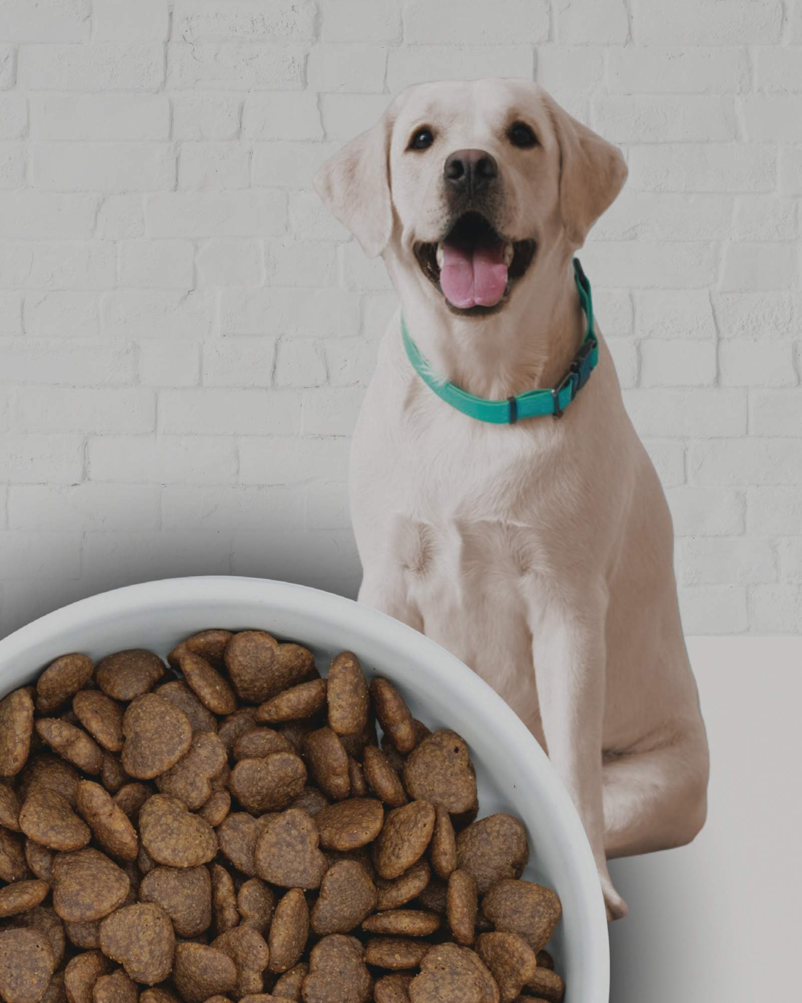 LUIS & LEON Peptid-Trockenfutter - LUIS & LEON