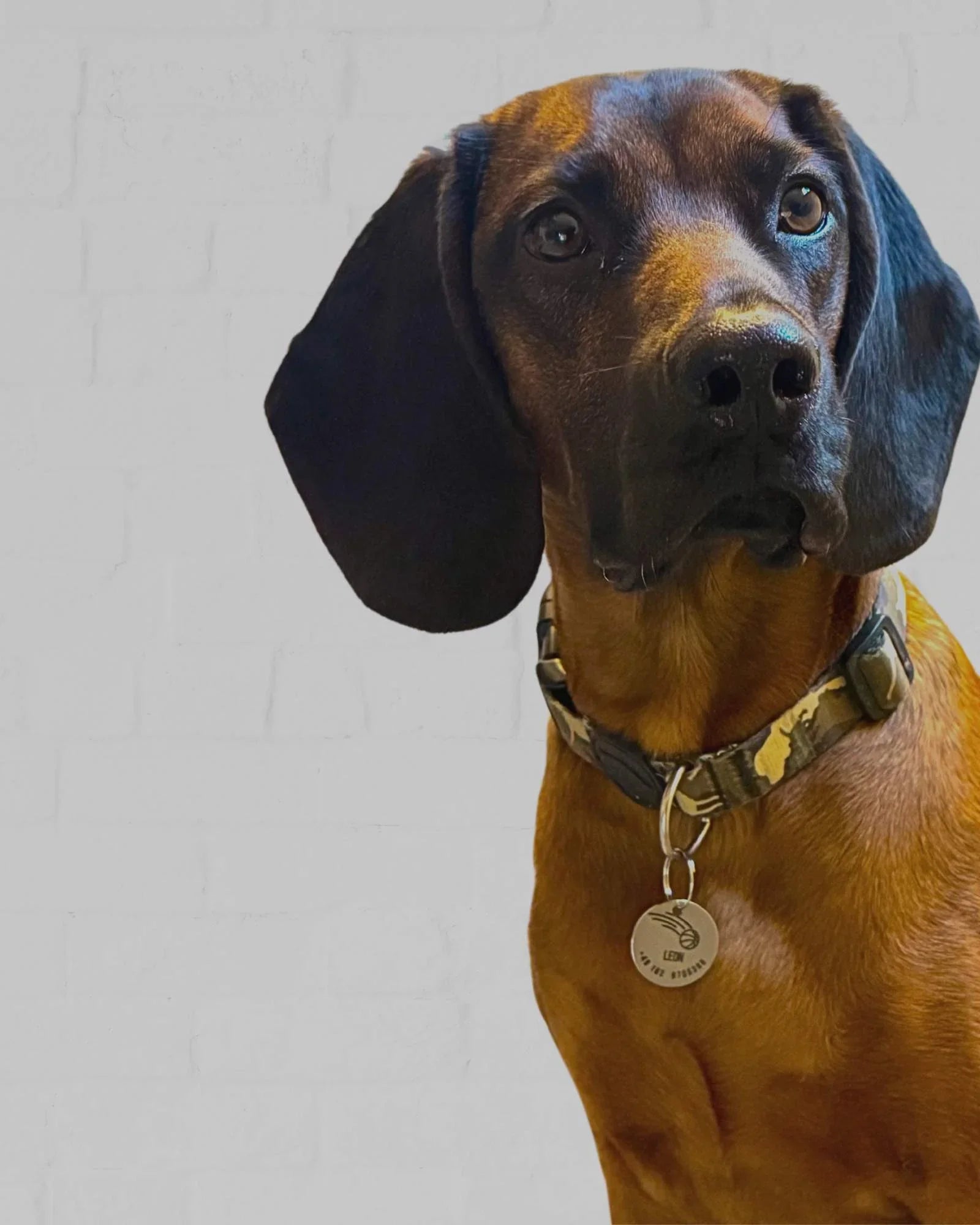 Personalisierte Hundemarken & Leckerlidosen I Luis & Leon