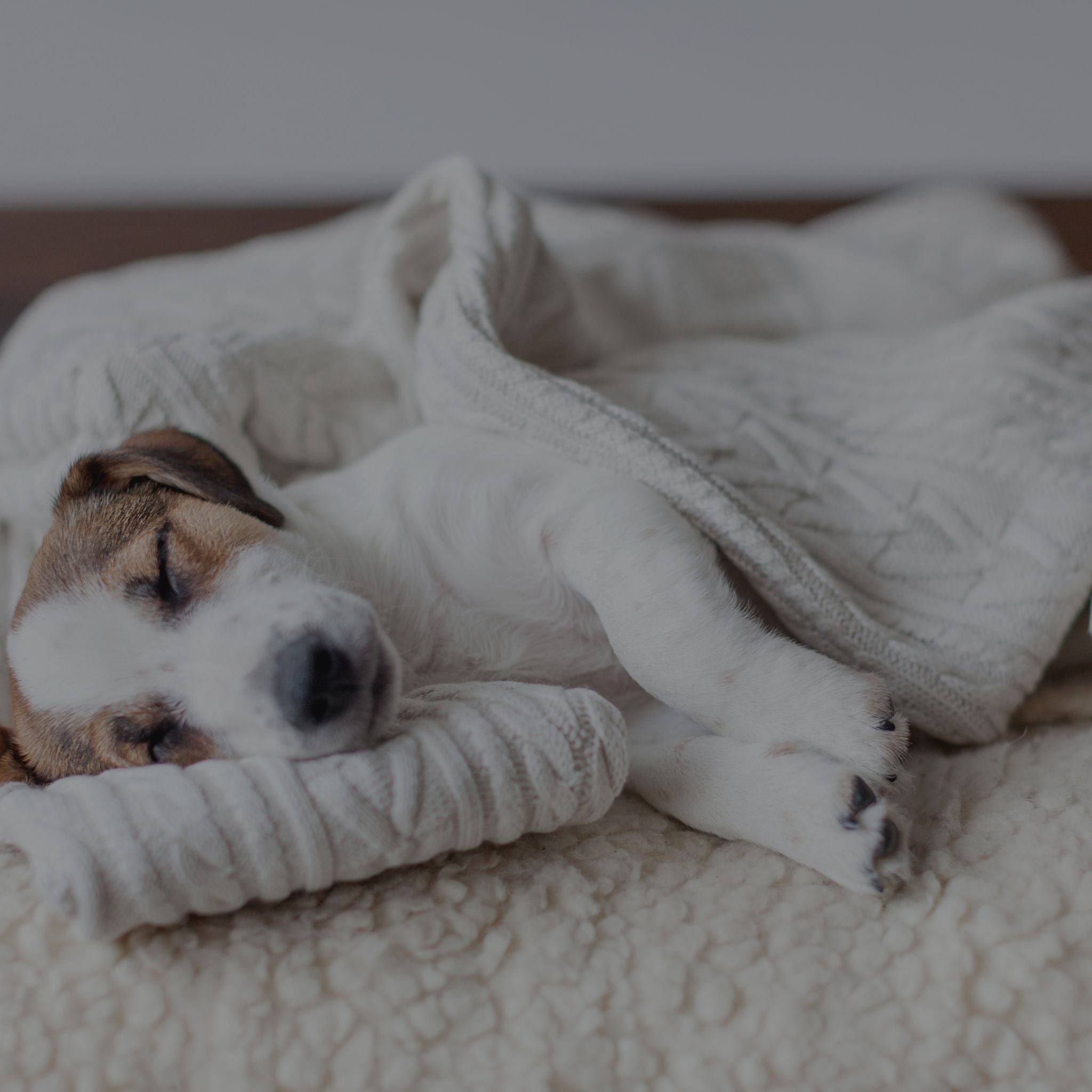 Hund liegt schlafend in Hängematte