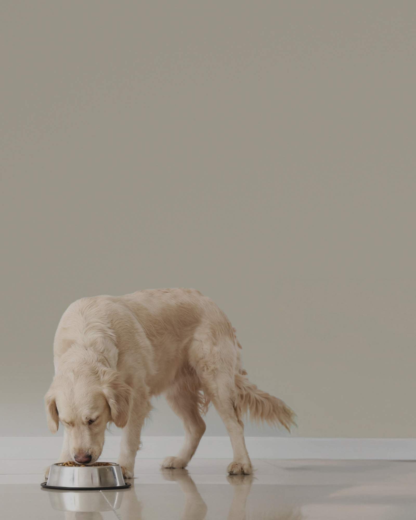 Trockenfutter für Hunde - LUIS & LEON