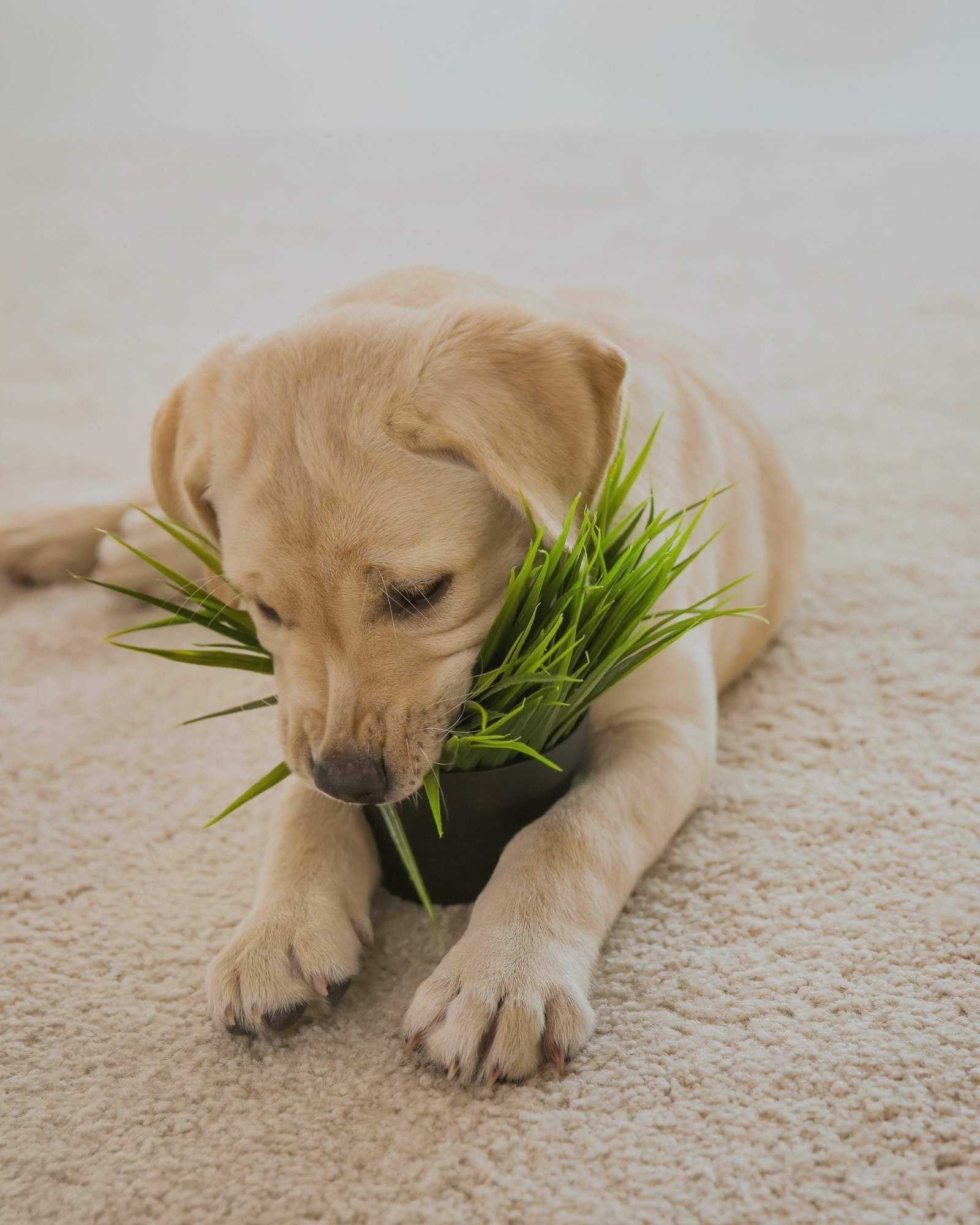 Vegane & vegetarische Hundeleckerli - LUIS & LEON