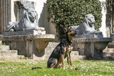 Morso Halsband Hund Recyceltes Vollmetall Hund Braun