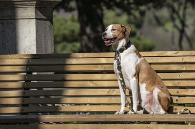 Morso Hundeleine Recyceltes Vollmetall Hund Braun