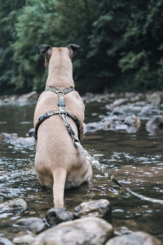 Morso Hundegeschirr H-Rig Recyceltes Vollmetall Hund Braun