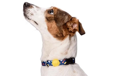 Morso Halsband Hund Recycelt Farbe Eindringlinge Lila