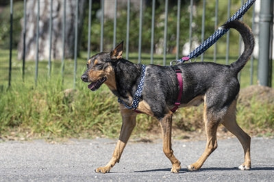 Morso Hundegeschirr H-Leine Recycelt Power Flow Schwarz