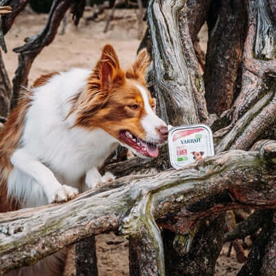 Yarrah Hunde-Alu-Biopastete Huhn / Lachs Mit Seetang