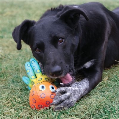 KONG Shieldz Tropics Frosch – Robustes Spielzeug für Hunde, schwimmt - LUIS & LEON