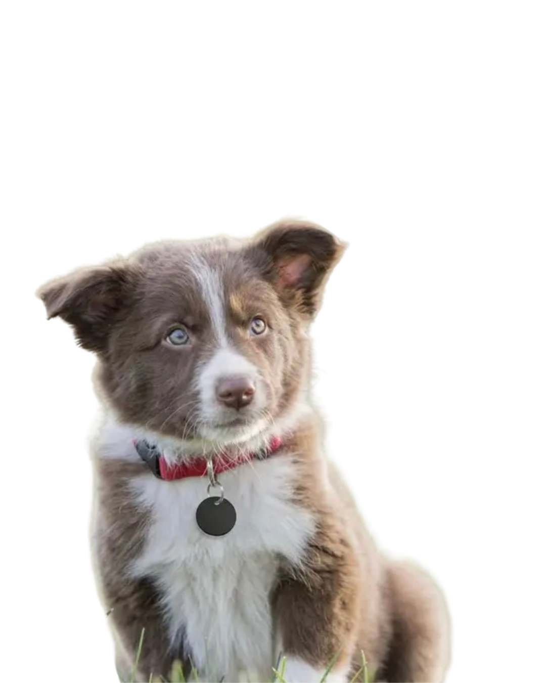 LUIS & LEON Hundemarke Rund - Aluminium – Gravur mit Wunschtext & Tier - Motiv - LUIS & LEON