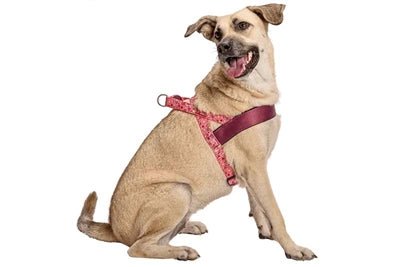Norwegergeschirr für Hunde - Morso PINK THINK - LUIS & LEON
