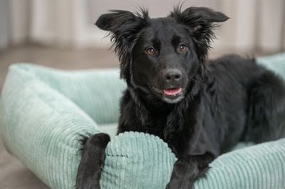 Orthopädisches Hundebett Vital Bett Jonna – Trixie, SOFT Edition - LUIS & LEON