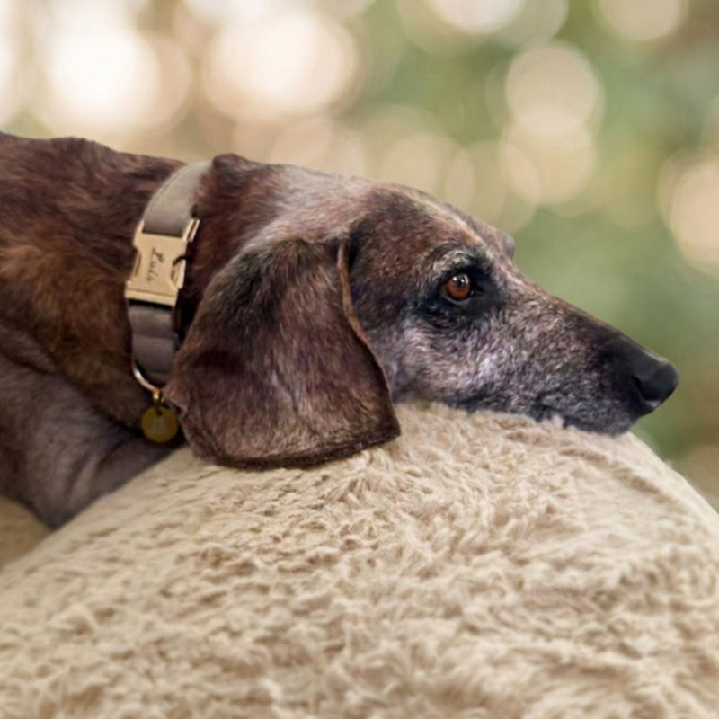 Personalisiertes Hundehalsband Samt mit Name – Gold